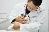 猫咪泌尿道疾病全攻略：预防、诊断与治疗