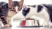 为什么我的猫咪皮肤发痒？