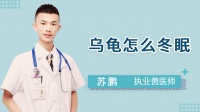 乌龟冬眠怎么养