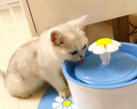 猫咪黄疸与饮食相关性分析（猫咪黄疸出现，如何调整饮食？）