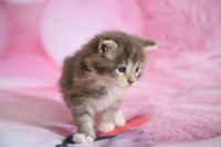 猫咪吃什么牌子的猫粮好，2025年猫粮推荐品牌十大排行！