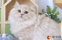 关于猫咪的常识40条 新手养猫知识大全