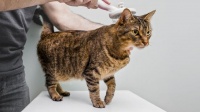 如何照顾幼猫或猫咪