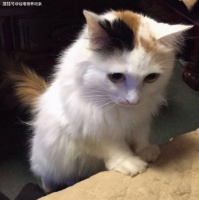 猫狗双全的烦恼：怎样才能让狗不吃猫粮？狗：它全天都有饭我没有