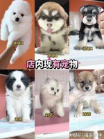 海口宠物猫狗在哪里买靠谱?这里实体店选购宠物,放心大胆挑吧