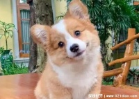 柯基犬价格大概多少钱一只，纯种柯基5000(最适合家养的宠物狗) — 奇闻呀
