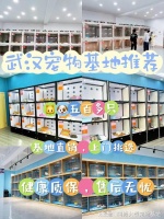 武汉买猫狗应该去哪里？安全可靠，可实体店挑选心仪的宠物！