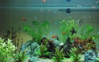 “宠物版循环水族箱设计，养鱼新潮流！”