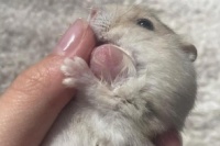 仓鼠常见疾病及应对方法（赶紧收藏） – 宠物生活网