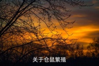 仓鼠繁殖，关于仓鼠繁殖
