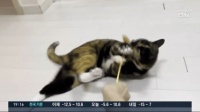猫咪行业：宠物用品+猫咪健康，猫咪市场前景如何？