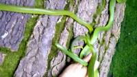 克拉玛依宠物蛇