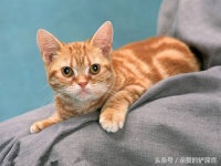 如何饲养一只听话可爱的猫咪