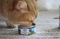 最受猫咪喜爱的猫罐头排行榜 哪些品牌品质好