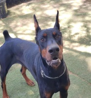杜宾犬剪耳断尾的原因（了解为什么要给杜宾犬进行剪耳断尾手术）