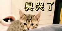 揭秘猫的天敌（探索猫在野外中所面临的天敌，并了解它们之间的斗争与平衡）