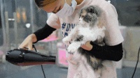 宠物常见的几种疾病名称,全面了解宠物健康问题及预防措施