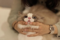 兽医朋友偷偷给我的猫咪长寿食谱（附22种食材清单）