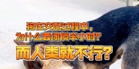狗狗交配之原因与行为解析（探索狗狗交配的生物学动机与社会影响）