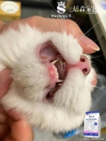 培森家园小贴士：猫咪换牙的小秘密和注意事项！