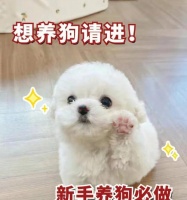 新手养狗必备的几条建议——为你和狗狗的幸福而来（新手养狗必看的养狗攻略，让你成为贴心宠主）