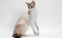 猫智商排名前20名是怎样的? 求猫咪的智商排名
