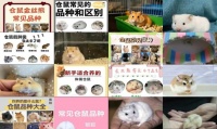 什么品种仓鼠最好养活