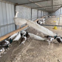 武汉宠物孔雀养殖基地