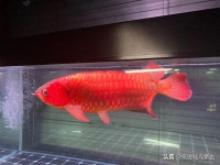 红龙鱼繁殖条件