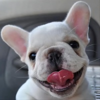 斗牛犬养护手册：五种常见疾病的识别与应对