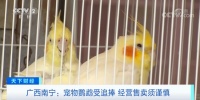 宠物鹦鹉受追捧！注意：可能一不小心就违法了——中国环境网