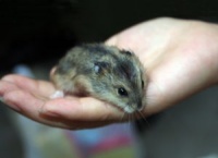 宠物鼠怎么养才能养活,从新手到专家的全面攻略