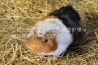 仓鼠的脚受伤了怎么办,紧急护理与康复指南你需要知道