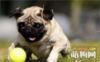 运动量小的5种狗狗，总有一种适合“懒人”的你！