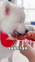 家有萌宠 狗粮吃腻了，来点这个五种肉……
