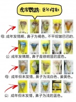 鹦鹉如何辨别公母（养鹦鹉对人的巨大危害）