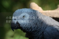 小玄凤鹦鹉怎么分公母？教你识别性别的简单方法与技巧
