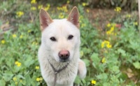 狗吃什么下奶又便宜又好?5种美味营养食谱,轻松帮母犬恢复体力!