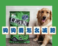犬产后饮食指南(了解犬的产后饮食需求,帮助母犬健康恢复)