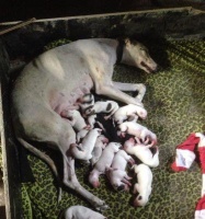 狗狗下奶食谱大全(给爱犬提供最佳下奶食物,营养均衡无忧)