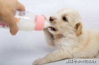 狗狗产后营养补充:专用奶粉+肉类。