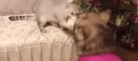 大狗生完吃点什么东西怎么办?(为你的宠物提供适当的饮食和护理)