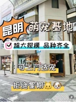 昆明哪里有卖宠物猫狗的地方?这里专业安全可亲自挑选宠物