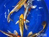 洛阳观赏鱼电话