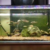 分享积累五年的原生鱼缸避坑经验和养鱼实用小技巧