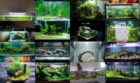 水族造景设计图