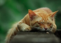 猫能吃的食物有哪些