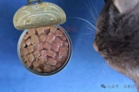 不再挑食？让猫狗胃口大开的湿粮“肉感革命”
