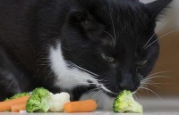 宠物知识分享-猫崽子到底爱吃啥