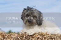 狗狗爆毛吃什么?教你正确饮食搭配与护理技巧